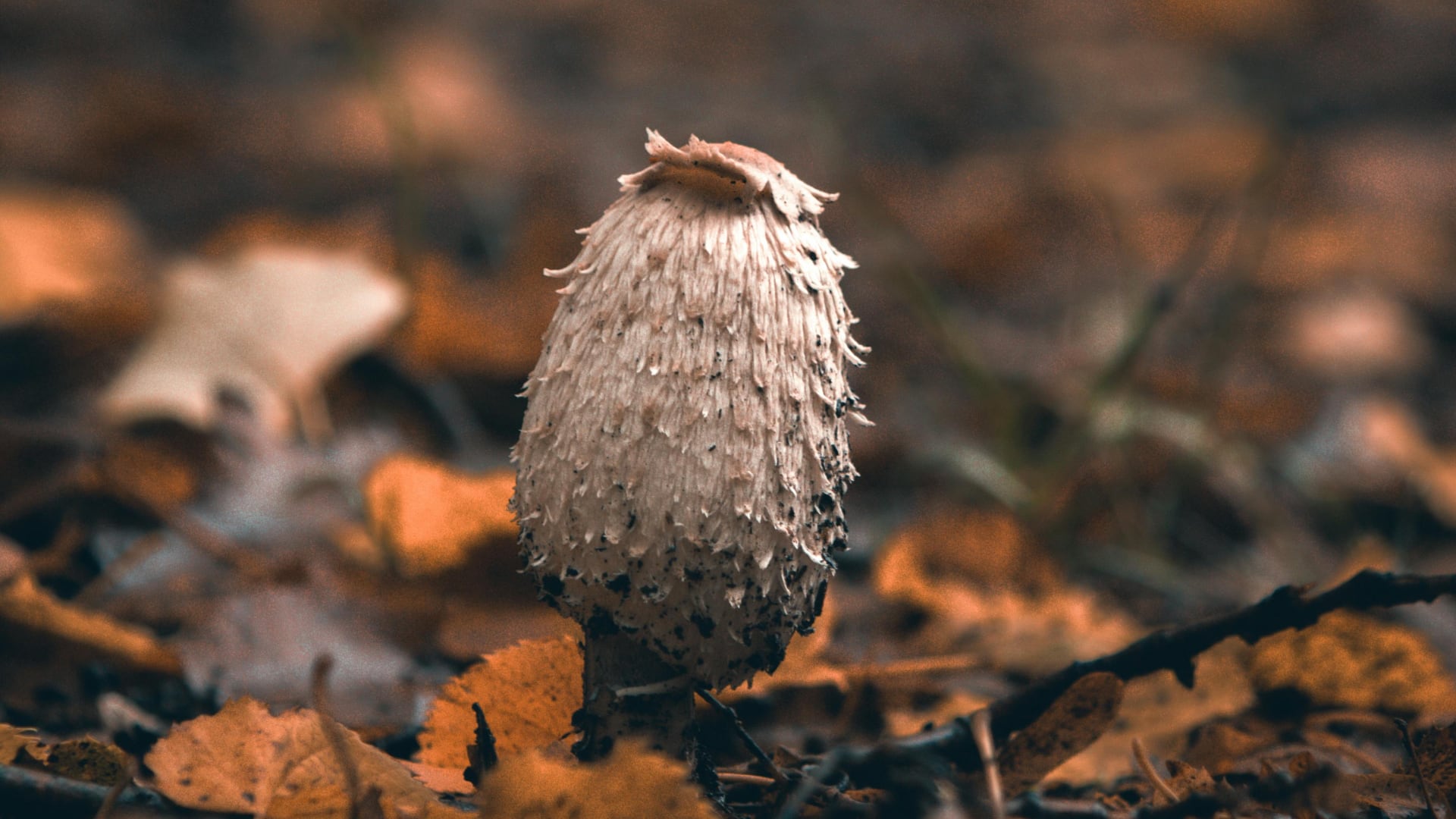 Why is Lions Mane Becoming so Popular?