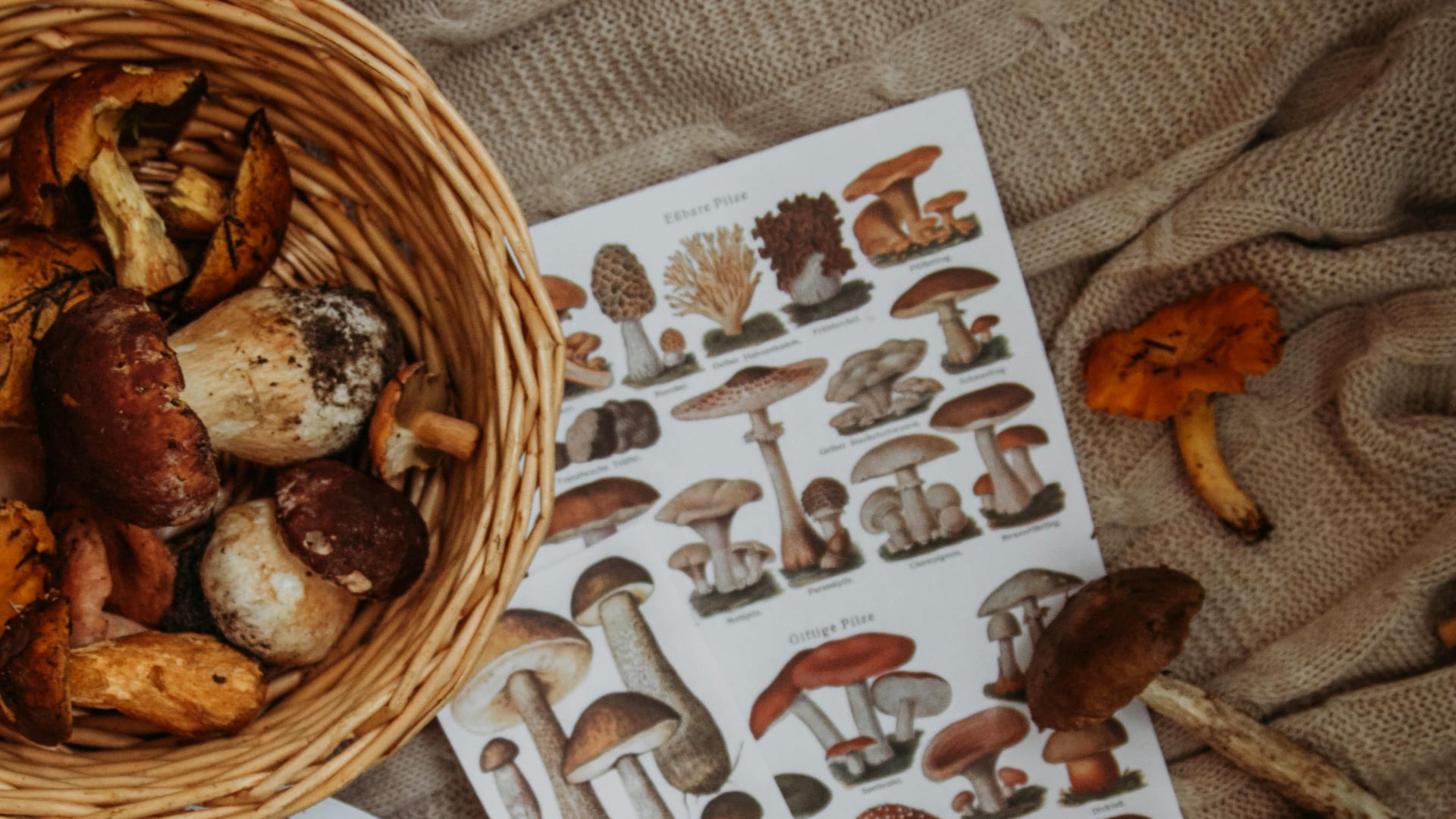 Can Using Reishi Mushrooms Improve my day-to-day Mood?