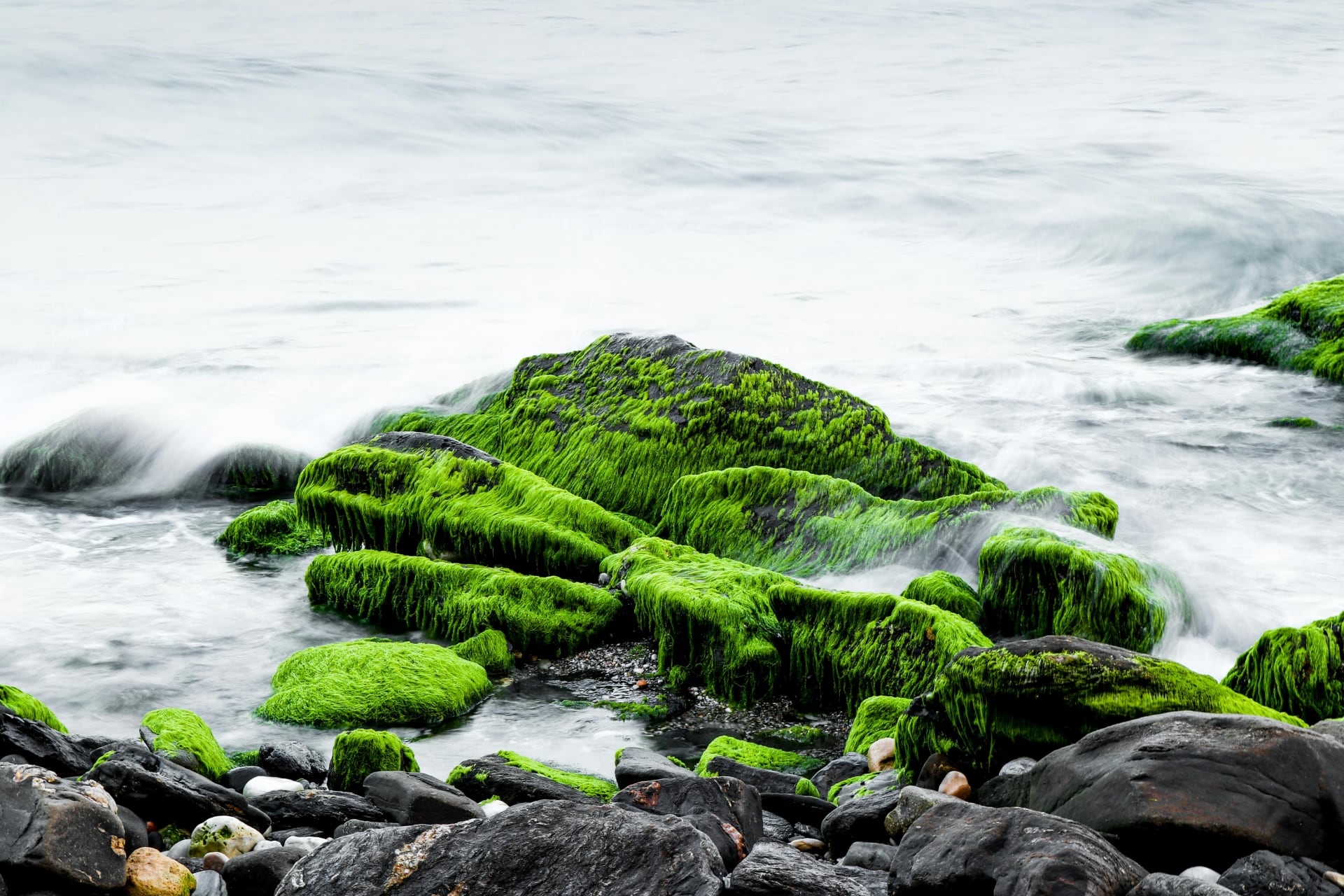 What is Sea Moss and how Many Uses Does it Have?