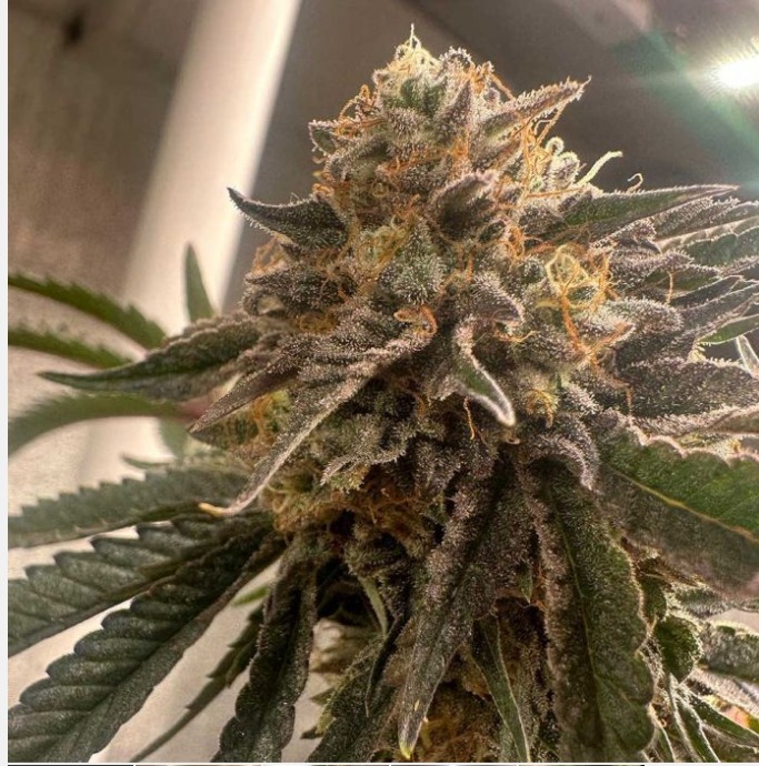 Pink Waferz 2.0 Feminized Seeds by Conscious Genetics