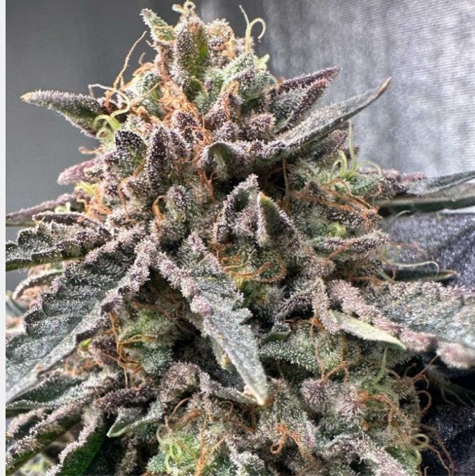 Pink Zheez Feminized Seeds by Conscious Genetics