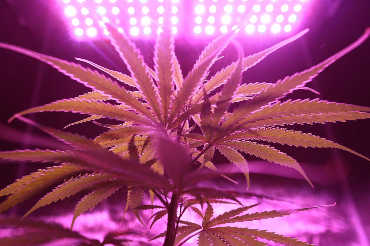 Why Is Cannabis Irradiated and What Are the Effects?
