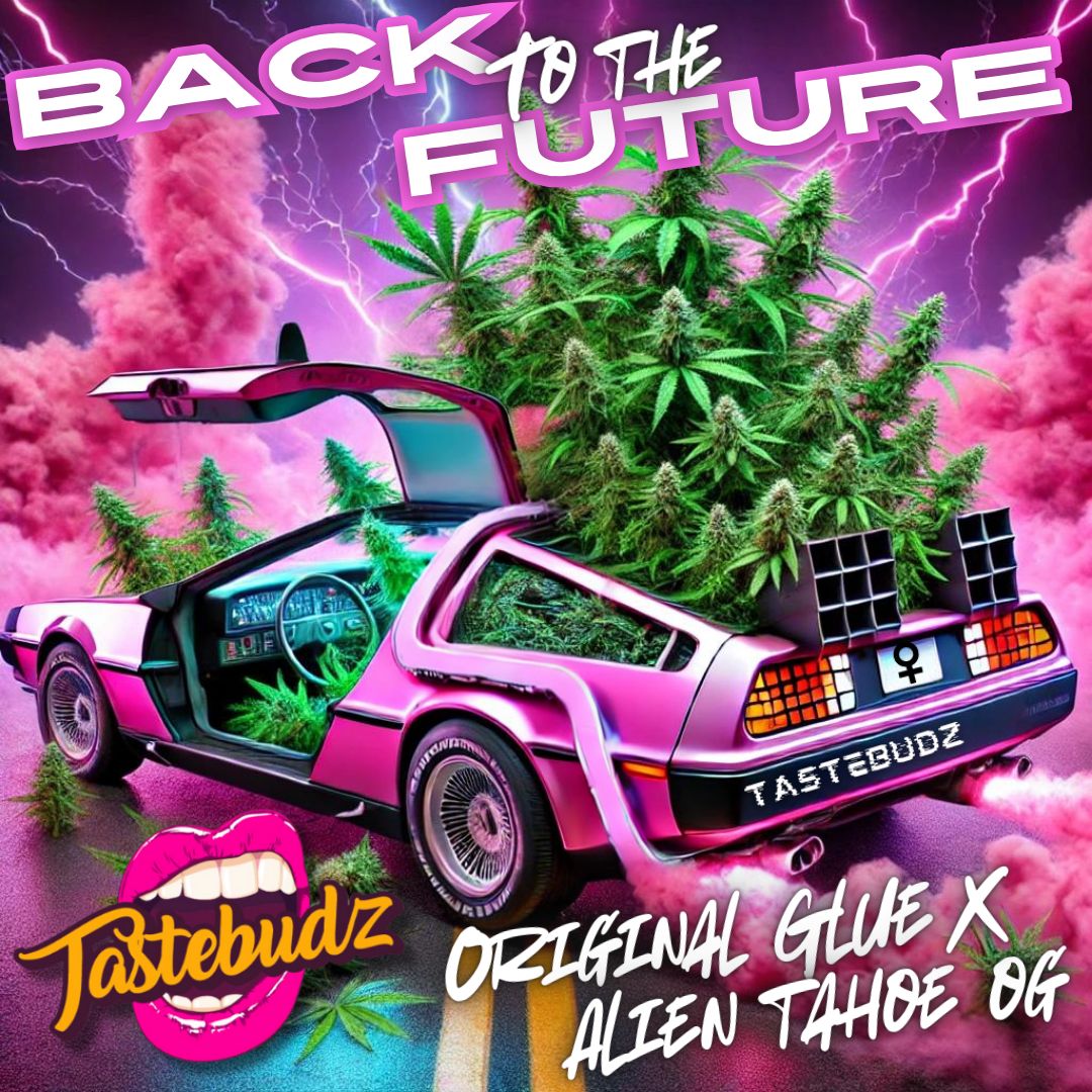 Back To The Future Strain Autoflower Seeds by Tastebudz