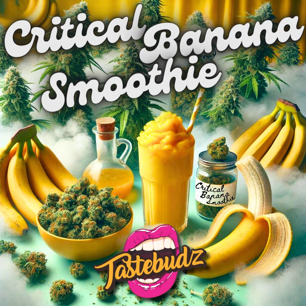 Critical Banana Smoothie Autoflower Seeds by Tastebudz