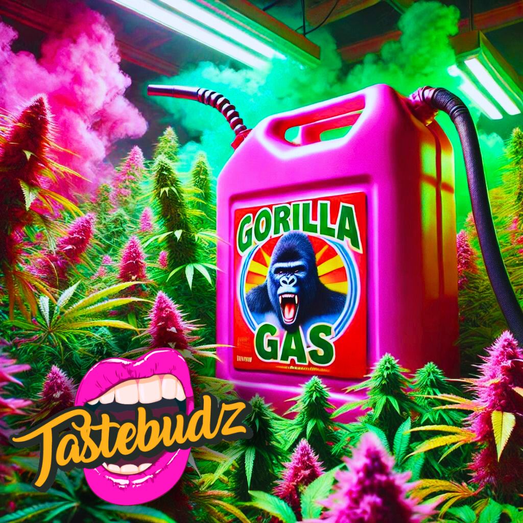 Gorilla Gas Strain Autoflower Seeds by Tastebudz